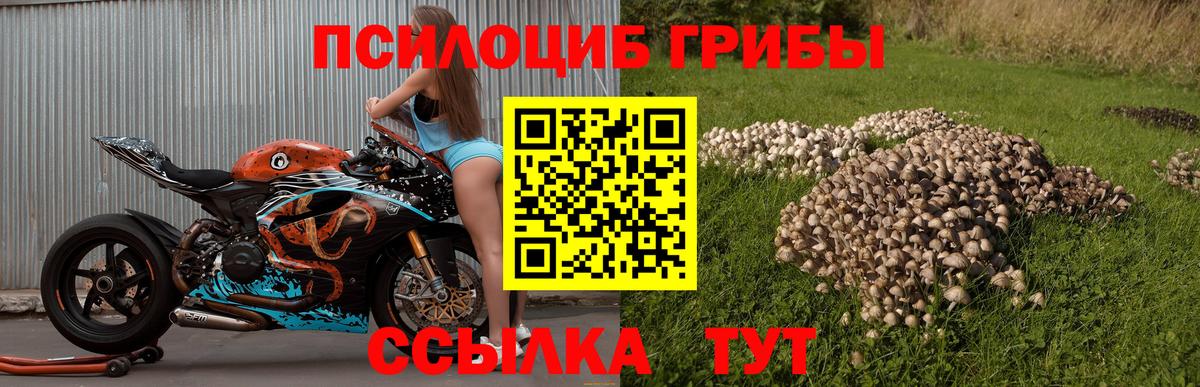 Псилоцибиновые грибы Psilocybe Курчалой