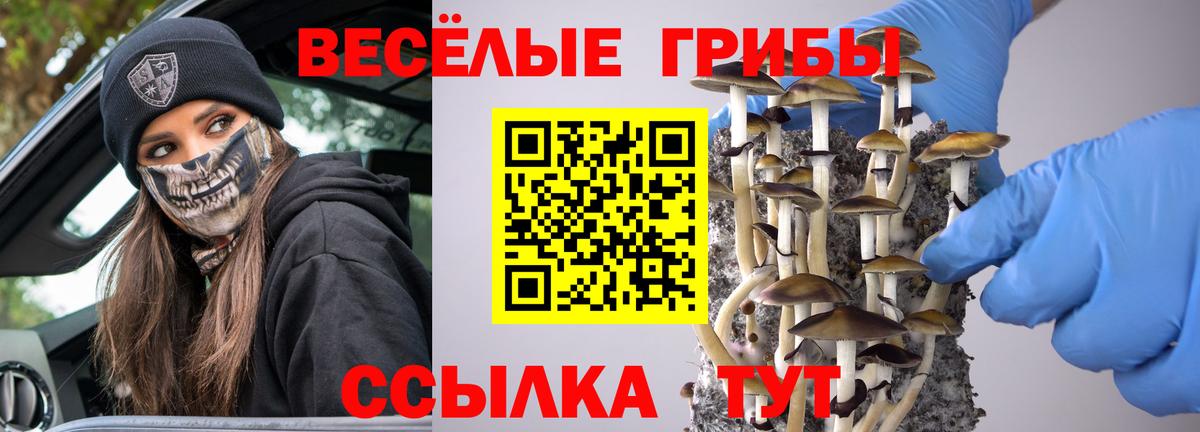 Курчалой  Галлюциногенные грибы Psilocybine cubensis  Вход с VPN 